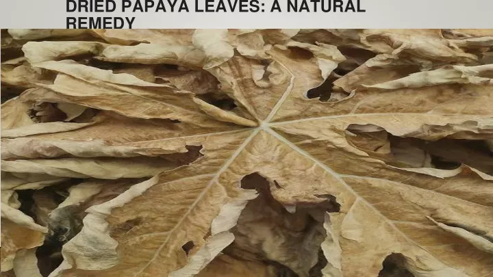 dried papaya leaves a natural remedy