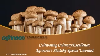 Cultivating Culinary Excellence: Agrinoon's Shiitake Spawn Unveiled