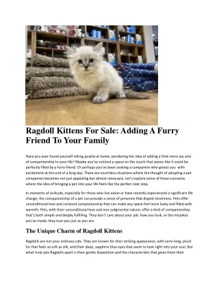 ragdoll kittens for sale adding a furry friend