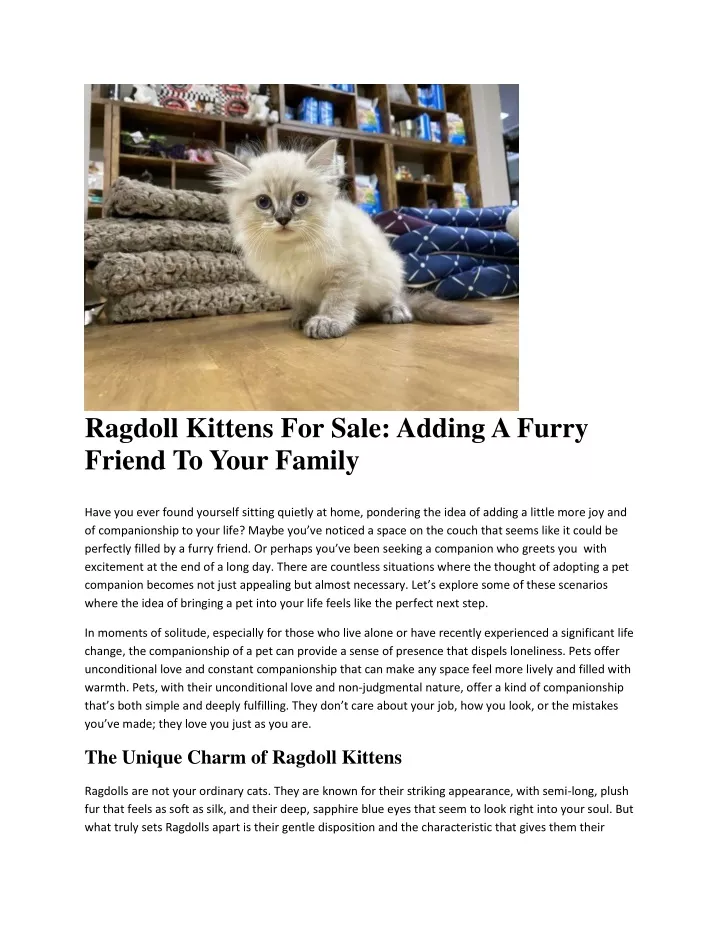 ragdoll kittens for sale adding a furry friend