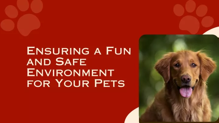 ensuring a fun and safe environment for your pets
