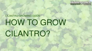 cilantro growing guide