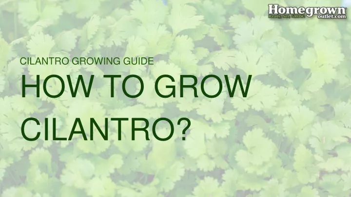 cilantro growing guide