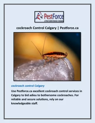 Cockroach Control Calgary | Pestforce.ca