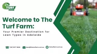 Lawn Types Adelaide-The Turf Farm