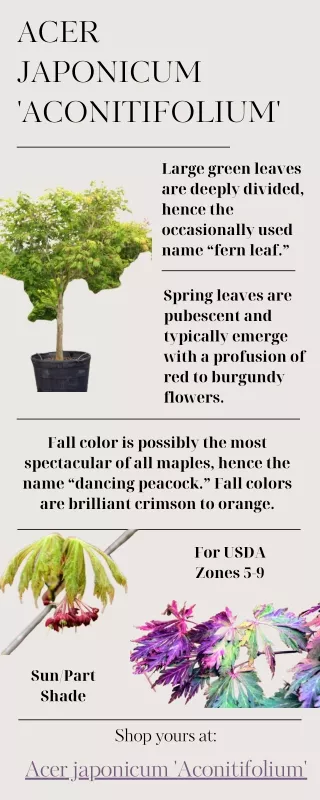 Why buy Acer japonicum 'Aconitifolium' For Your Garden?