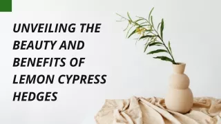 Exploring the Versatility of Lemon Cypress Hedges in Garden Settings