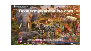 Nevada taxidermy rentals