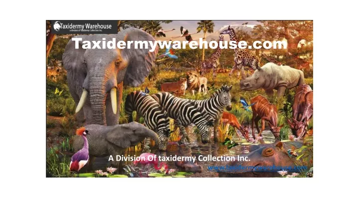 taxidermywarehouse com