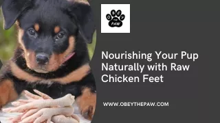 Obey The Paw: Premium Raw Chicken Feet for Canine Health