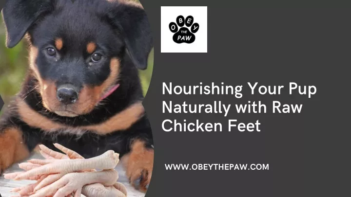 nourishing your pup naturally with raw chicken