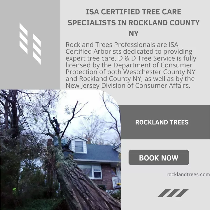 isa certified tree care specialists in rockland