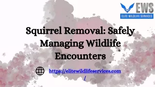 Squirrel Removal Safely Managing Wildlife Encounters