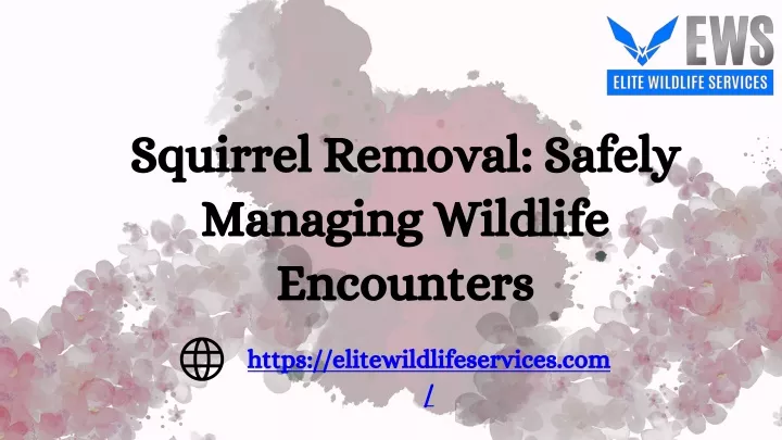 squirrel removal safely managing wildlife