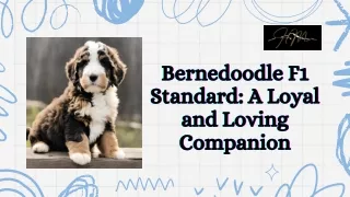 Bernedoodle F1 Standard: A Loyal and Loving Companion