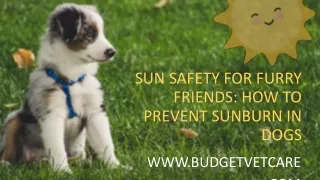 Sun Safety for Furry Friends: How to Prevent Sunburn in Dogs