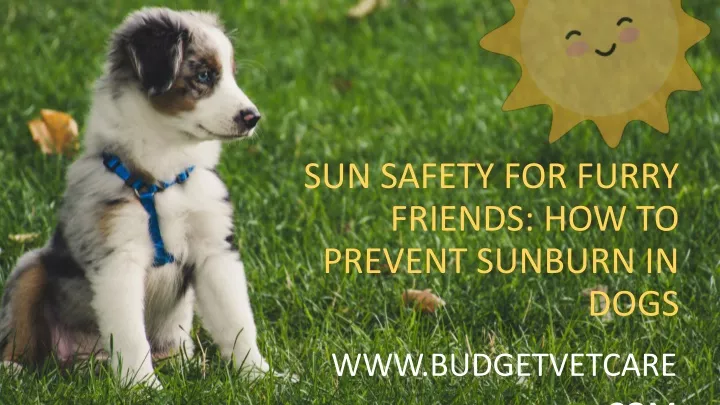 sun safety for furry friends how to prevent