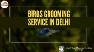 birds grooming service in delhi