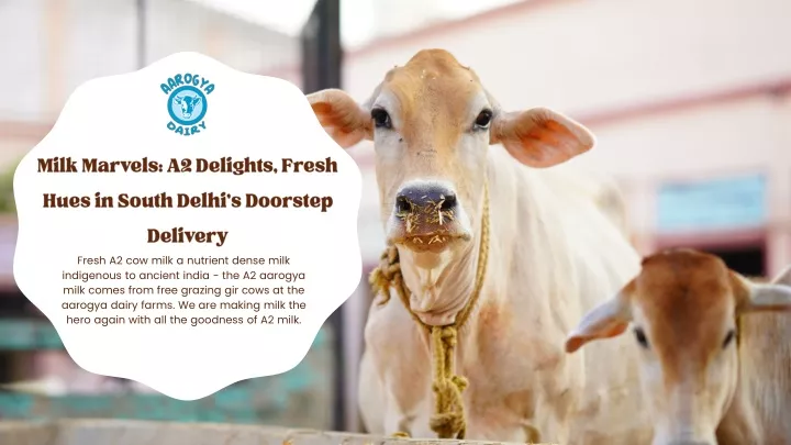 milk marvels a2 delights fresh hues in south