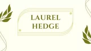 Lush Privacy Exploring the Beauty and Benefits of Laurel Hedges