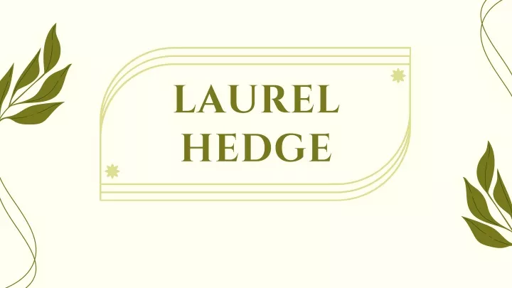 laurel hedge