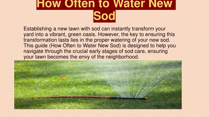 how often to water new sod