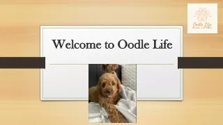 Discover Your Furry Friend Bringing Home a Cavoodle Puppy from Oodle Life
