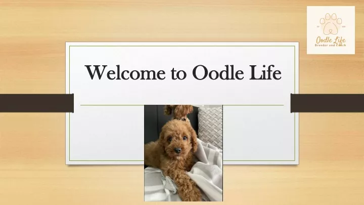 welcome to oodle life