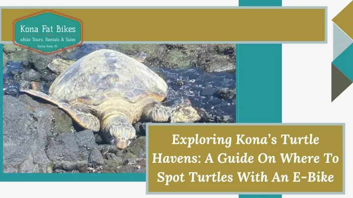 exploring kona s turtle havens a guide on where