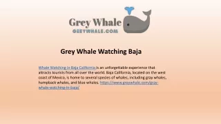 Best Locations For Whale Watching in Baja California