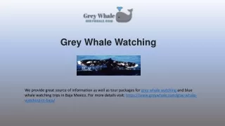 Beautiful Grey Whale Watching Tours In Baja