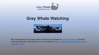 Beautiful Grey Whale Watching Tours In Baja