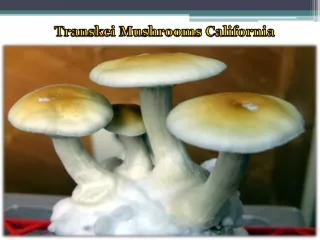 Transkei Mushrooms California