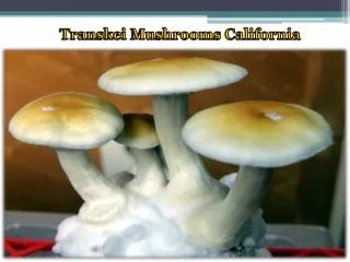 transkei mushrooms california