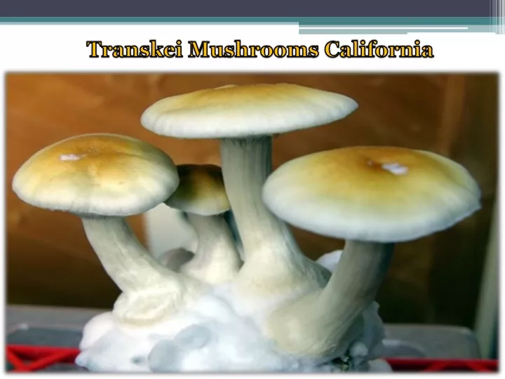 transkei mushrooms california
