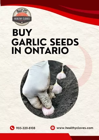Shop Garlic Seeds in Ontario - Healthy Cloves Garlic Company