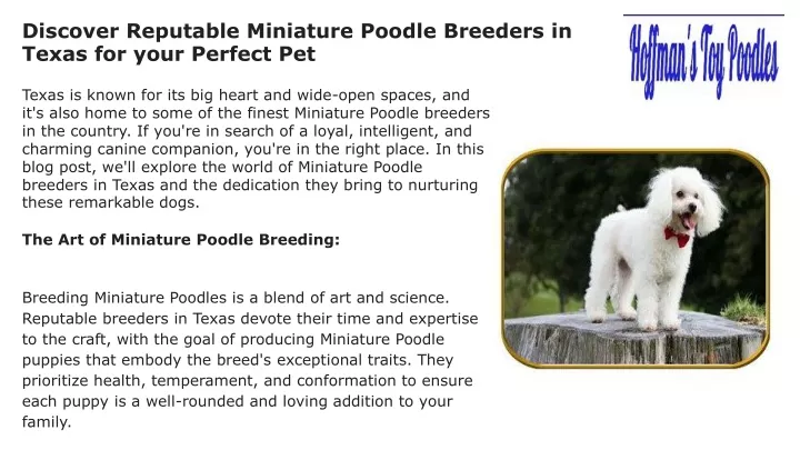 discover reputable miniature poodle breeders