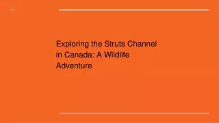 Exploring the Struts Channel in Canada: A Wildlife Adventure