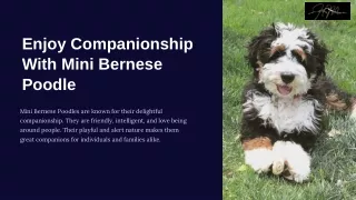 Enjoy Companionship With Mini Bernese Poodle