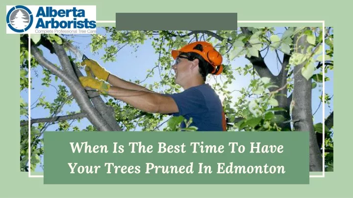 when is the best time to have your trees pruned