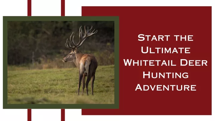 start the ultimate whitetail deer hunting