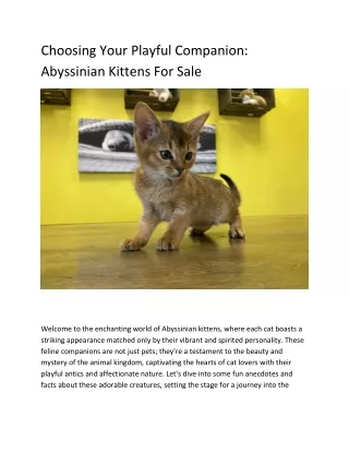 Abyssinian Kittens For Sale