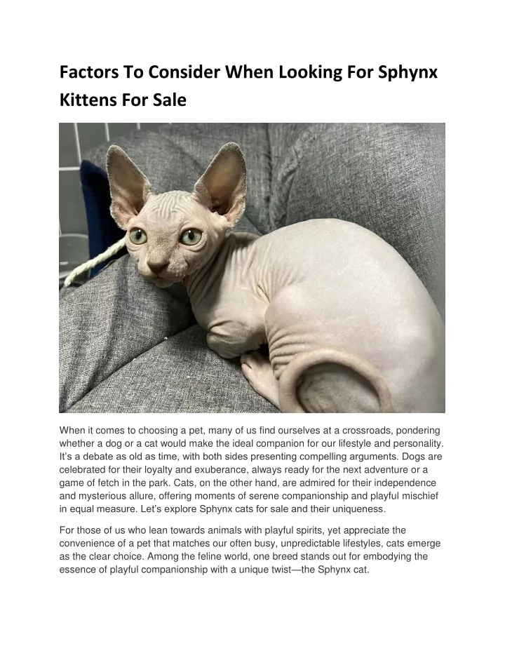 factors to consider when looking for sphynx