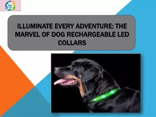 Illuminate Every Adventure: The Marvel of Dog Rechargeable LED Collars.