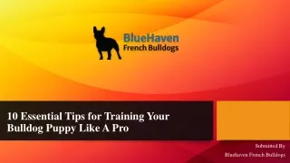 10 Essential Tips for Training Your Bulldog Puppy Like A Pro