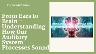 From Ears to Brain - Understanding How Our Auditory System Processes Sound