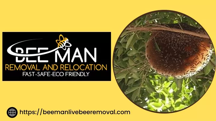 https beemanlivebeeremoval com