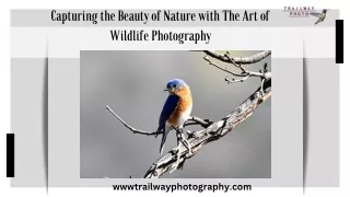Wildlife Photography: A Technique for Preserving Nature's Beauty