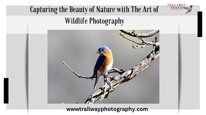capturing the beauty of nature with
