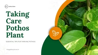 Taking Care Pothos Plant